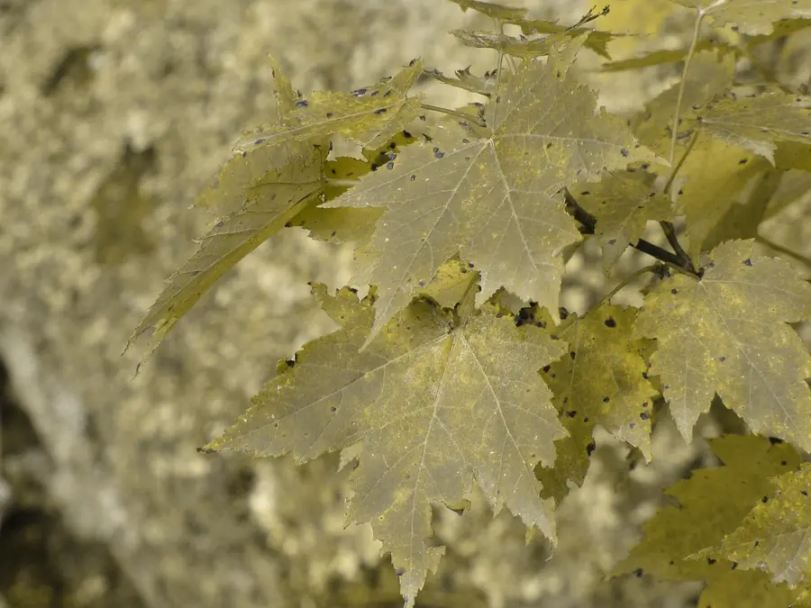 A red maple in fall, simulated as deutan color vision