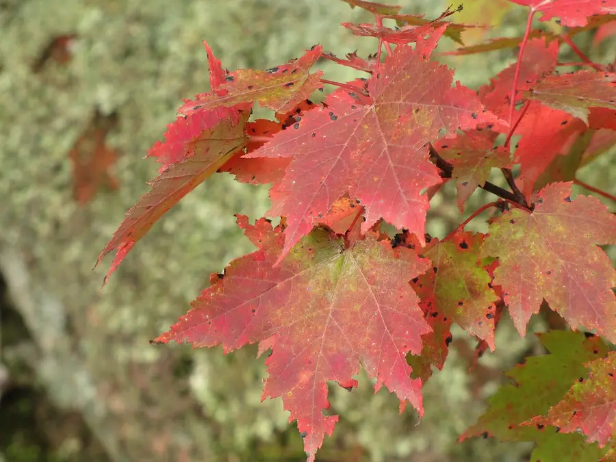 A red maple in fall, in typical color vision
