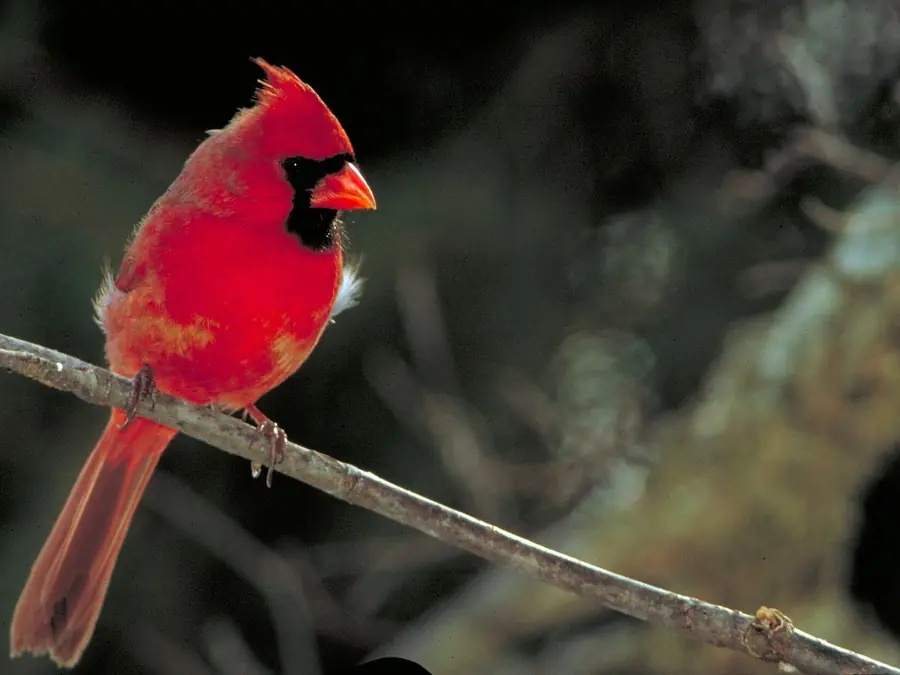 A northern cardinal, in typical color vision