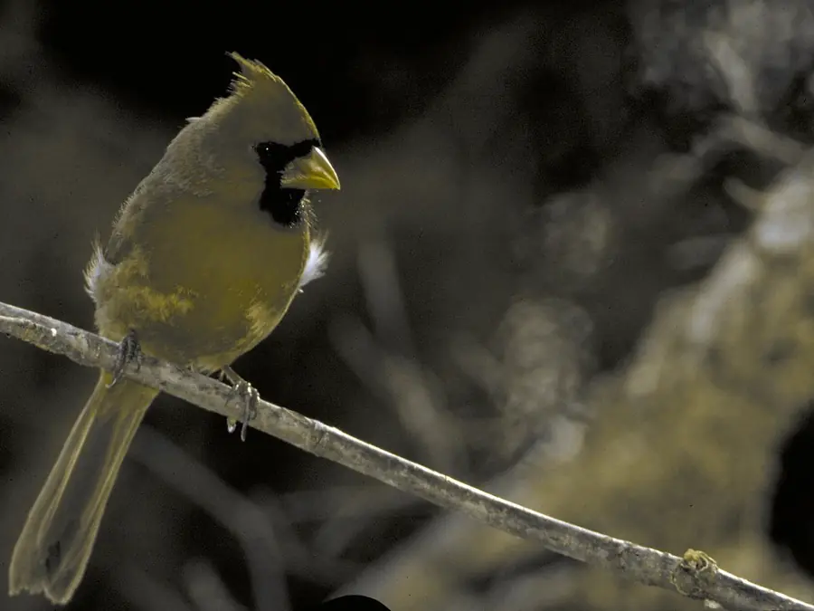 A northern cardinal, simulated as protan color vision