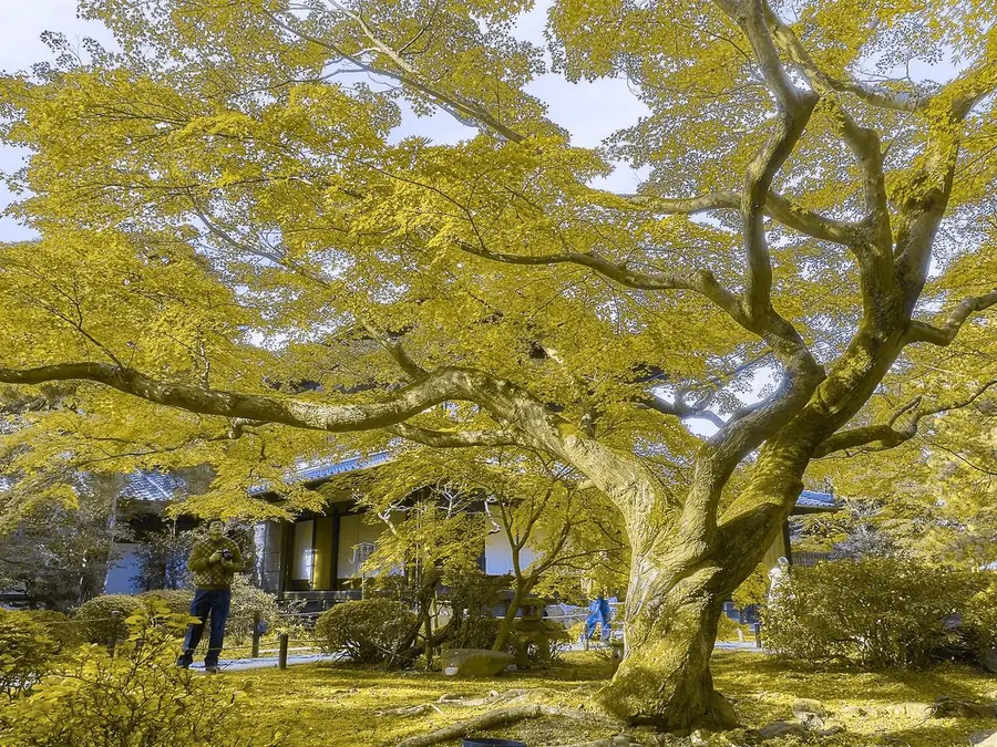 Maples in Kyoto, simulated as deutan color vision
