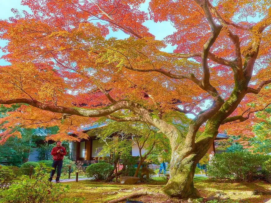 Maples in Kyoto, in typical color vision