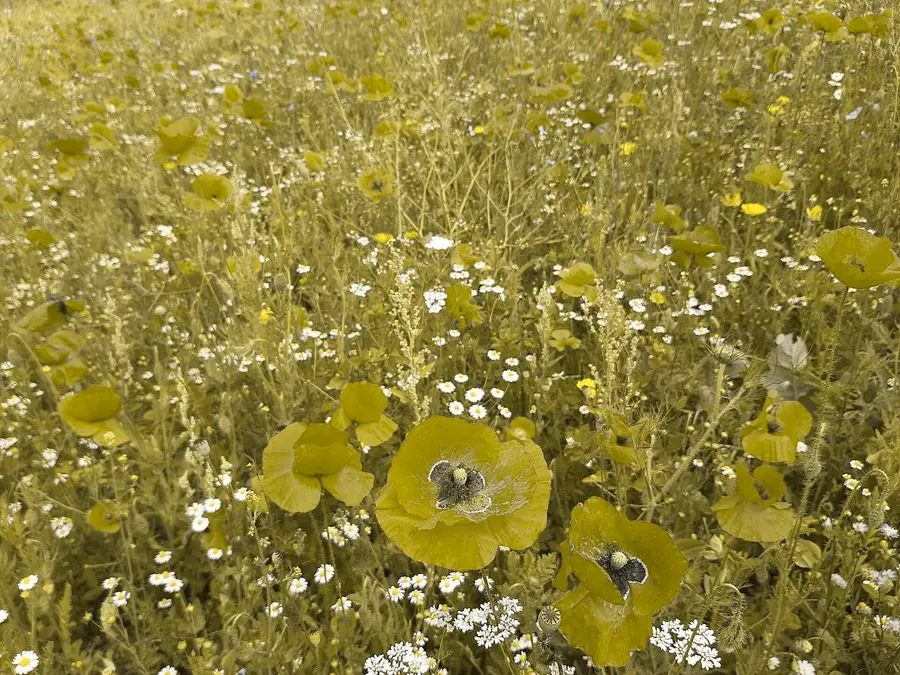 A poppy field, simulated as deutan color vision