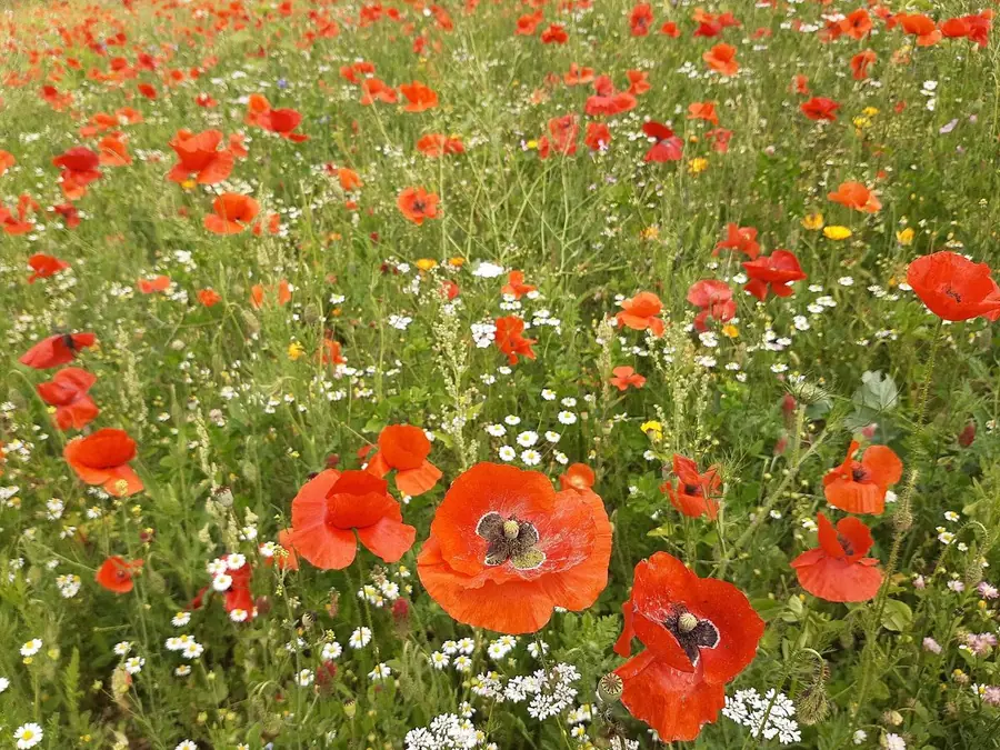 A poppy field, in typical color vision