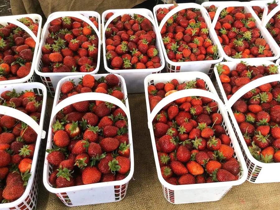Strawberries, in typical color vision