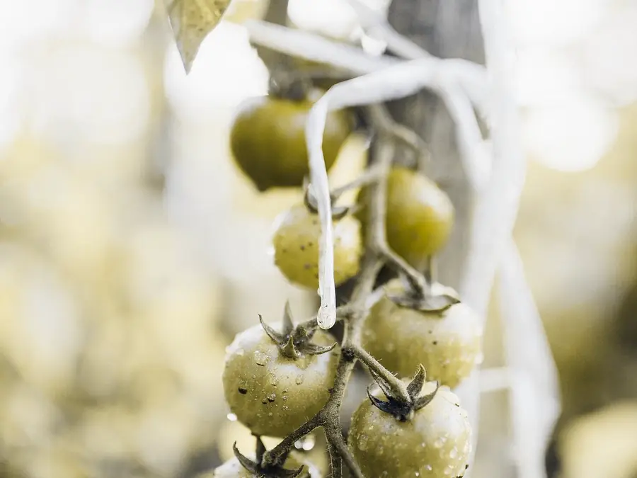 Tomatoes on the vine, simulated as deutan color vision