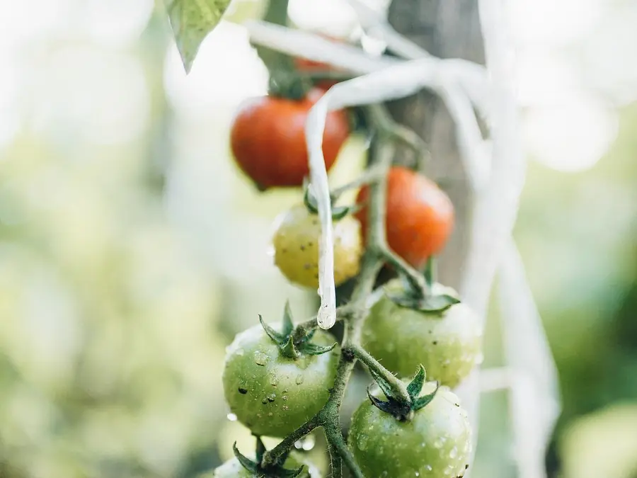 Tomatoes on the vine, in typical color vision